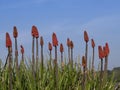 Kniphofia in flower against sky aka tritoma, red hot poker, torch lily, knofflers or poker plant.