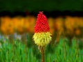 Kniphofia Flower red hot poker, torch lily, poker plant Royalty Free Stock Photo