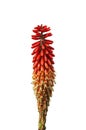 Kniphofia flower or Tritoma or Red Hot Poker