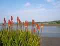 Kniphofia in flower by waterside aka tritoma, red hot poker, torch lily, knofflers or poker plant.