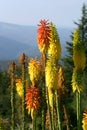 Kniphofia flowers in bloom