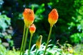 Kniphofia flowers closeup shot