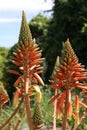 Kniphofia flowers. Tritoma. Red hot poker. Torch lily. Knofflers. Poker plant