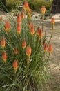 Kniphofia flowers with a very original bloom