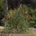 Kniphofia flowers with a very original bloom