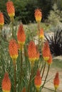 Kniphofia flowers with a very original bloom