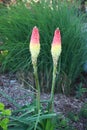 Kniphofia flowers with a very original bloom