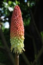 Kniphofia Royalty Free Stock Photo