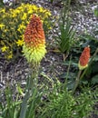 Kniphofia hirsuta also called tritoma, red hot poker, torch lily, knofflers, traffic lights or poker plant