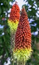 Kniphofia hirsuta also called tritoma, red hot poker, torch lily, knofflers, traffic lights or poker plant