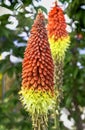 Kniphofia hirsuta also called tritoma, red hot poker, torch lily, knofflers, traffic lights or poker plant