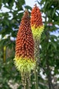 Kniphofia hirsuta also called tritoma, red hot poker, torch lily, knofflers, traffic lights or poker plant