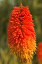 Kniphofia 'Mount Etna'