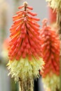 Kniphofia