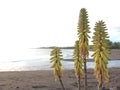 Kniphofia Plant Blossoming in Waimea on Kauai Island in Hawaii.