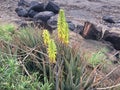 Kniphofia Plant Blossoming in Waimea on Kauai Island in Hawaii. Royalty Free Stock Photo