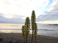 Kniphofia Plant Blossoming in Waimea on Kauai Island in Hawaii. Royalty Free Stock Photo