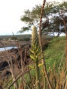 Kniphofia Plant Blossoming in Waimea on Kauai Island in Hawaii.