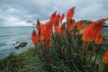 Kniphofia Red Hot Poker Flower on a beach