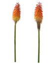 Kniphofia or Red Hot Poker flowers