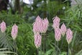 Kniphofia or torch lily pink flowers Royalty Free Stock Photo