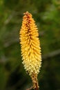 Kniphofia `Torchbearer`  red hot poker Royalty Free Stock Photo