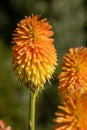 Kniphofia Torchlight