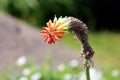 Kniphofia or Tritoma or Red hot poker colorful flower leaning towards sun