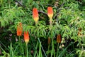 Kniphofia or Tritoma plants with spikes of upright brightly coloured flowers in shades of red orange and yellow above the foliage