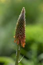 Kniphofia uvaria bright orange red ornamental flowering plants on tall stem, group tritomea torch lily red hot poker flowers