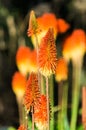 Kniphofia uvaria or Echo Rojo flower