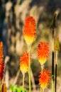 Kniphofia uvaria or Echo Rojo flower Royalty Free Stock Photo