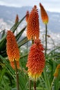 Kniphofia uvaria or Red Hot Poker