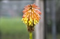 Kniphofia uvaria, tritomea, red hot poker, torch lily Royalty Free Stock Photo