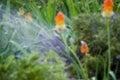 Kniphophia also called tritoma Blurred background. Kniphofia flower. villatic holiday season, suburban. watering summer garden. Royalty Free Stock Photo