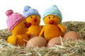 Knitted chicken chicks toy with hats on and eggs.  With meadow hay straw grass Royalty Free Stock Photo