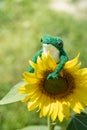 Knitted frog toy on a sunflower