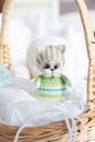 a knitted kitten with knitting needles, colored balls of thread in a basket. Royalty Free Stock Photo