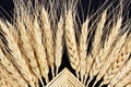 Knitted patterns of ears of oats barley rye or wheat Royalty Free Stock Photo