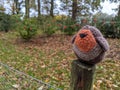 A knitted robin red breast perches on a fence post Royalty Free Stock Photo