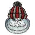 Persian longhair cat. Pet portait. Animal head. Knitted wool winter hat.