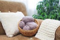 Knitting. Cozy handicraft atmosphere. Needlework. Balls of thread for knitting in a basket. Materials for a knitted project. Women