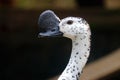 Knob-billed duck Sarkidiornis melanotos Beautiful Birds of Thailand