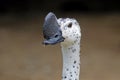 Knob-billed duck Sarkidiornis melanotos Male Birds Head