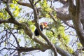 Knobbed hornbill, Aceros cassidix, fed walled female on the nest at a height of approximately 25 m.Tangkoko National Park, Sulaw