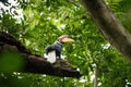 Knobbed hornbill, Aceros cassidix, fed walled female on the nest at a tree top.Tangkoko National Park, Sulawesi, Indonesia,