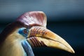 Knobbed Hornbill (Aceros cassidix)