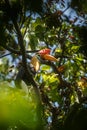 Knobbed hornbill, Aceros cassidix, sitting on branch at a tree top near its nest.Tangkoko National Park, Sulawesi, Indonesia,