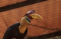 Knobbed hornbill bird Rhyticeros cassidix