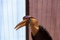 Knobbed hornbill bird Rhyticeros cassidix